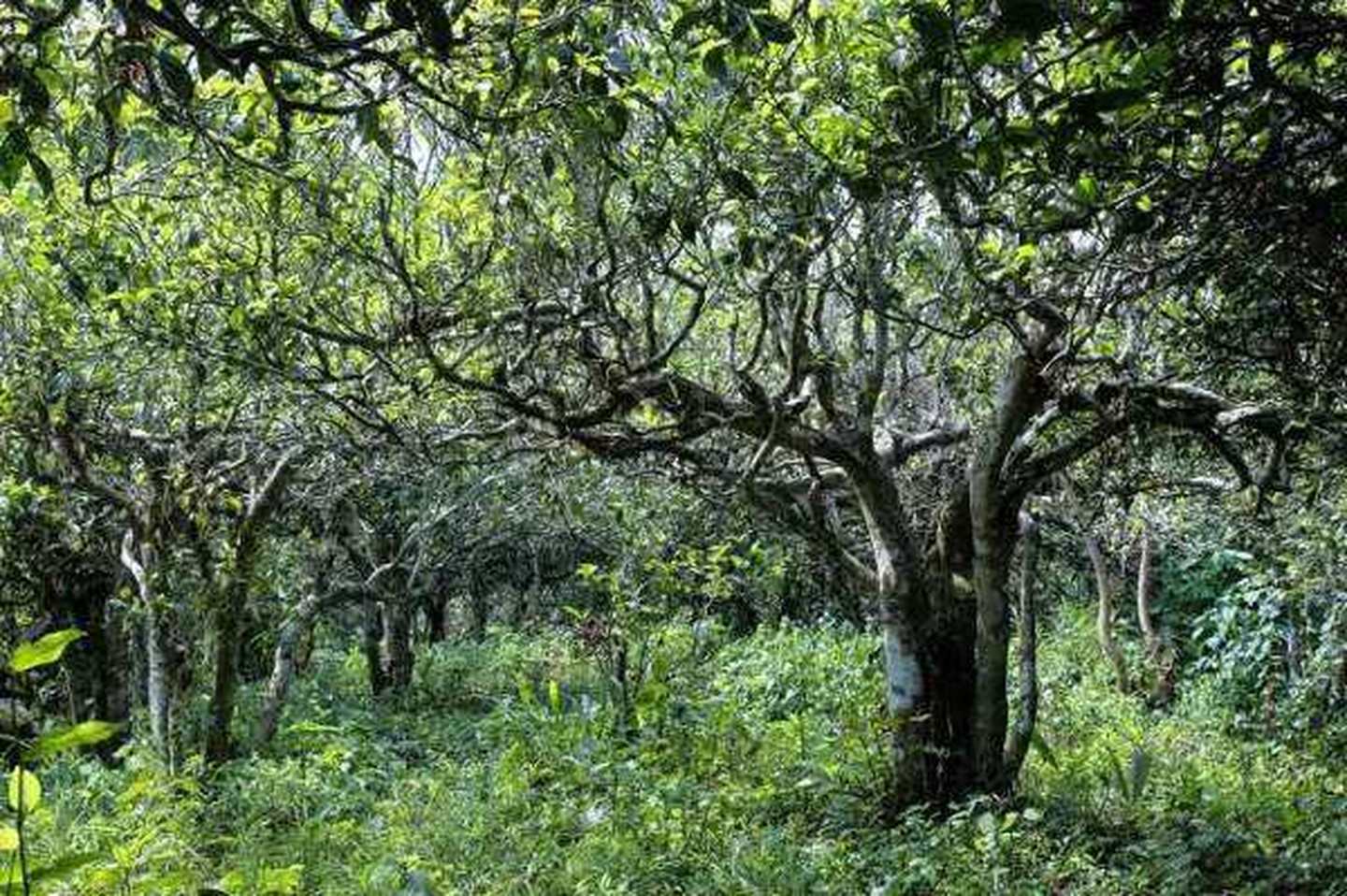 2021年滑竹梁子古樹秋茶口感？