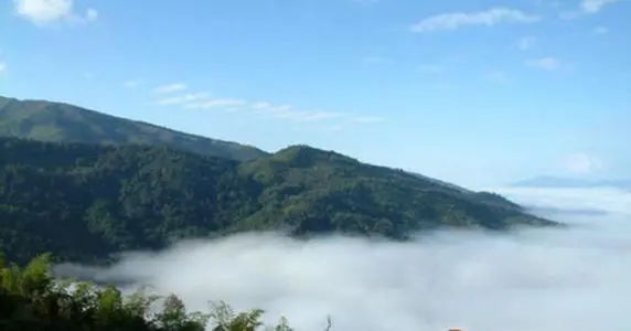 2021年滑竹梁子古樹品鑒實錄？