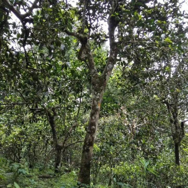 2021年巴達山章朗古樹秋茶口感？