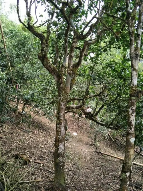 2021年巴達(dá)山章朗古樹秋茶價(jià)格？