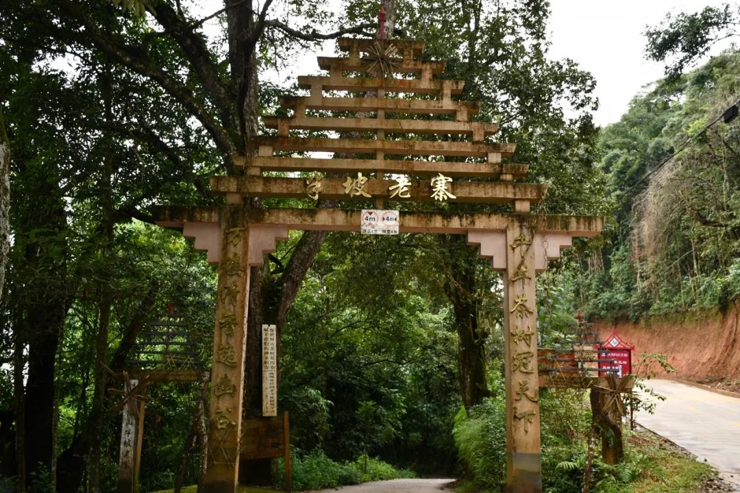 2021年南糯山半坡老寨古樹秋茶特點？