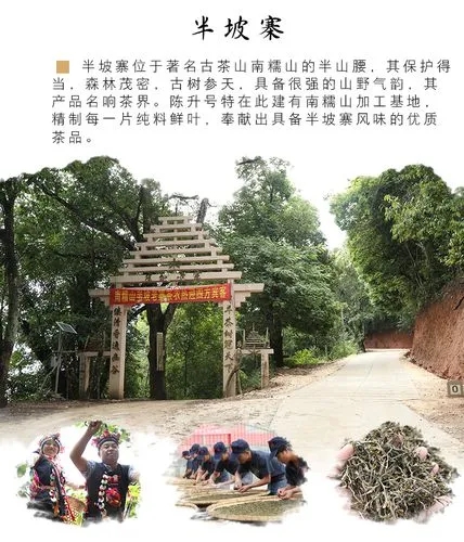 2021年南糯山半坡老寨古樹秋茶品鑒！