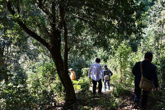 2021年南糯山拔瑪老寨古樹秋茶特點(diǎn)是什么？