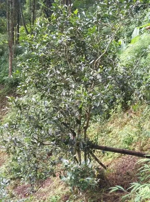 2022年須立貢茶古茶山詳解！