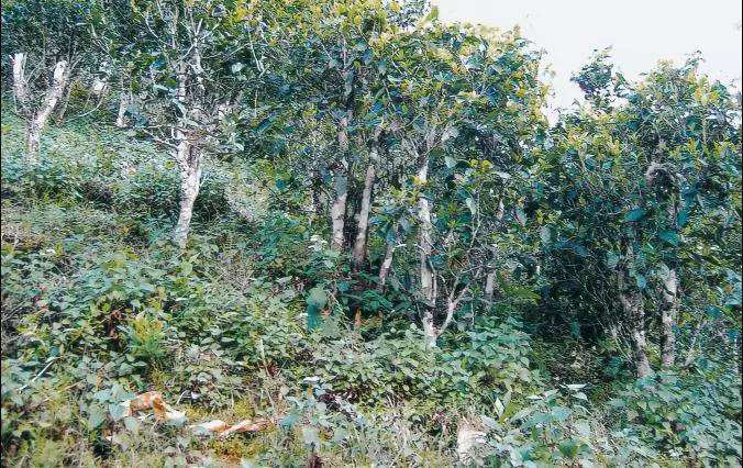 2022年須立貢茶普洱茶繞不開的古茶山！