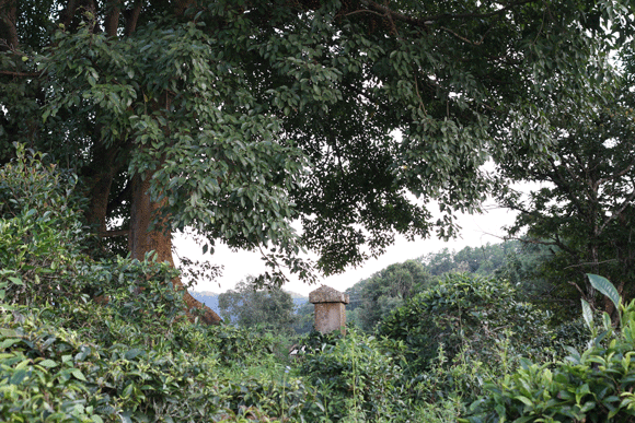 2022年迷帝古樹春茶口感是什么？