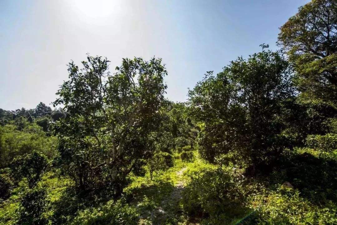 2022年迷帝古樹春茶多少錢一公斤？