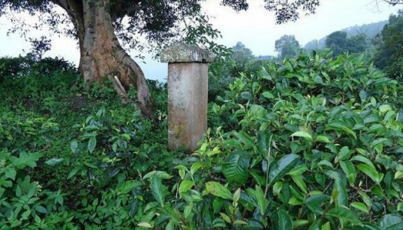 2022年迷帝古樹春茶價格？