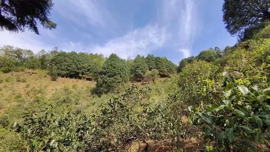 2022年墨江鳳凰窩古樹春茶口感是什么？