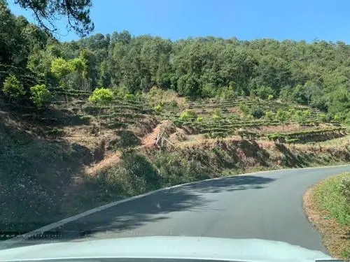 2022年墨江鳳凰窩古樹春茶價(jià)格？