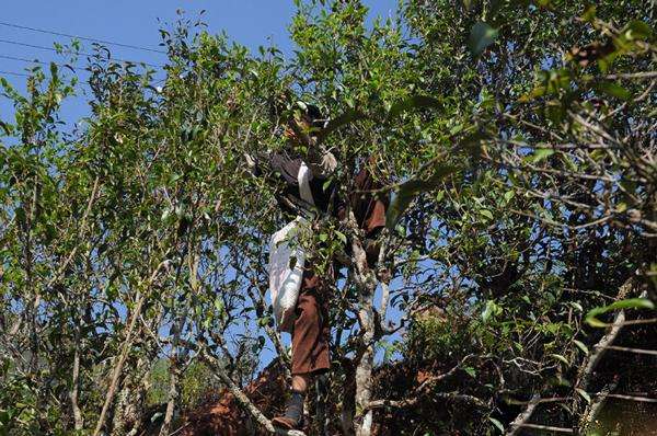 2022年景谷黃草壩古樹春茶品鑒實(shí)錄！