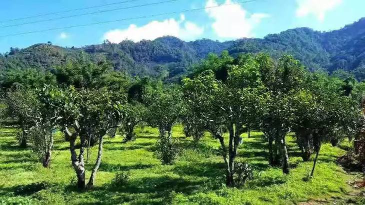 2022年景谷秧塔古樹春茶特點是什么？