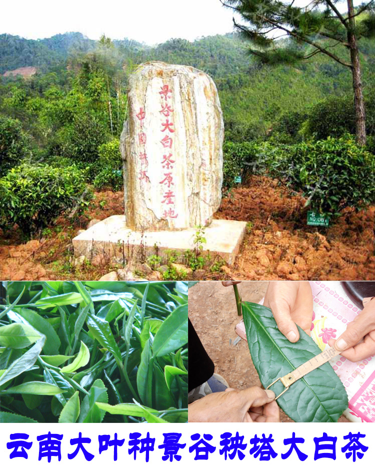 2022年景谷秧塔古樹(shù)春茶口感是什么？