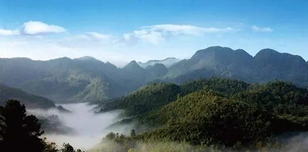 2022年景谷苦竹山古樹春茶口感？