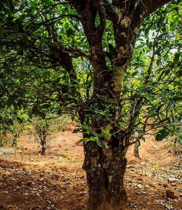 2022年景谷苦竹山古樹春茶特點(diǎn)是什么？