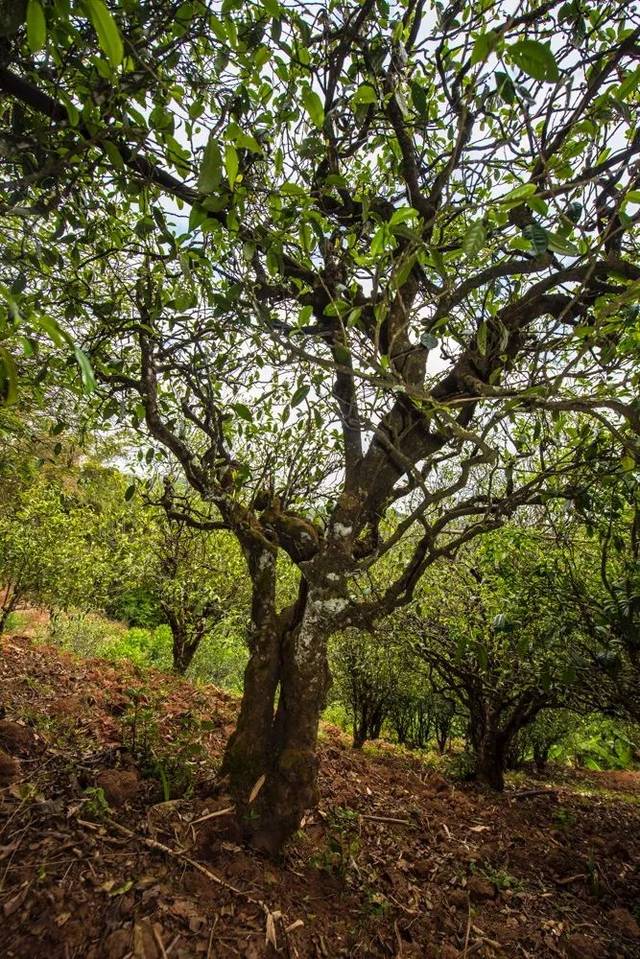 2022年景谷苦竹山古樹春茶多少錢一公斤？