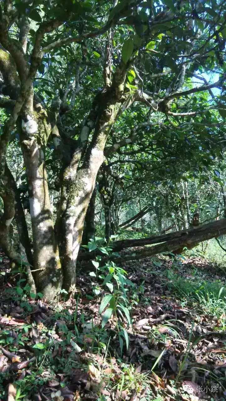 2022年景谷苦竹山古樹春茶價格多少？