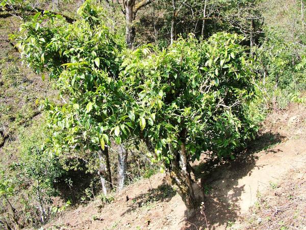 2022年景東御筆古茶山古樹(shù)春茶特點(diǎn)？