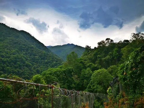 2022年景東御筆古樹春茶價格多少？