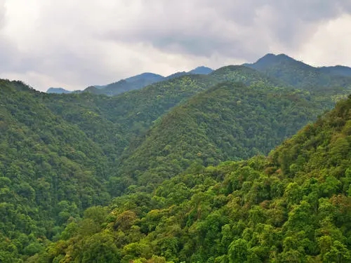 2022年無量山古樹春茶迎春“綻放”！