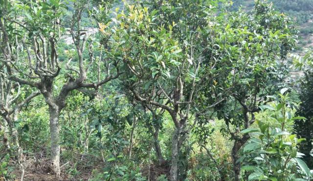 2022年景東金鼎古樹春茶口感特點(diǎn)？