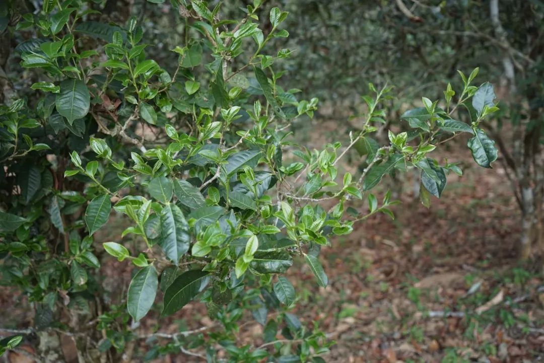 2022年景東哀牢山古樹春茶價(jià)格多少？