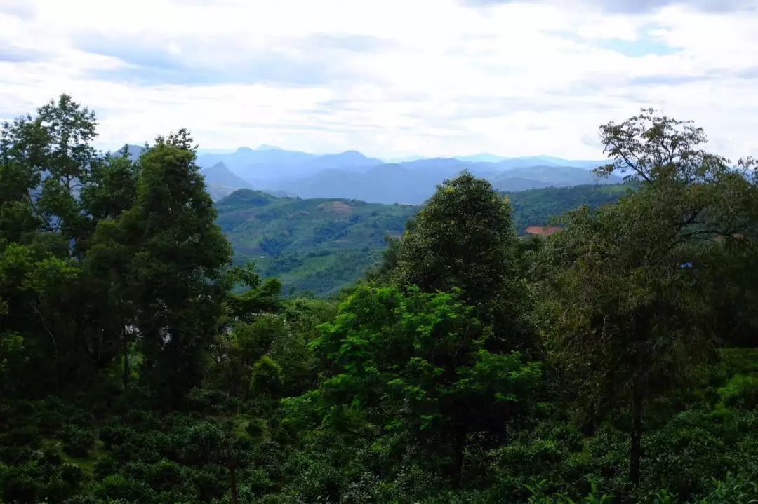 2022年景東祭茶祖 迎春茶，古樹春茶多少錢一公斤？