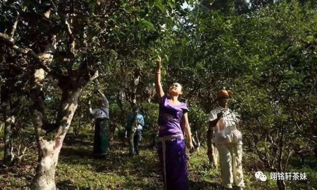 2022年鎮(zhèn)沅爺號大爺馬鄧古樹春茶特點？