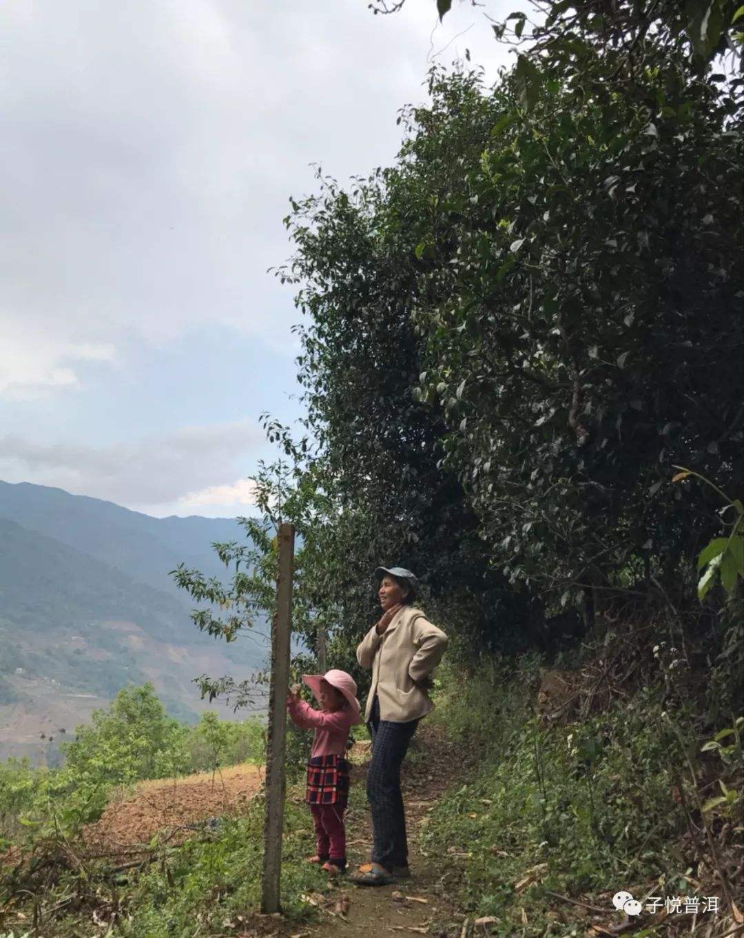 2022年鎮(zhèn)沅馬鄧古樹春茶多少錢一公斤？