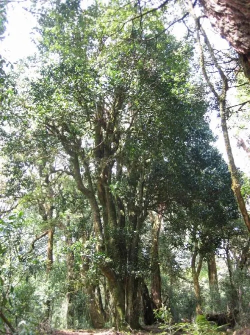 2022年鎮(zhèn)沅馬鄧古樹(shù)春茶價(jià)格是多少？