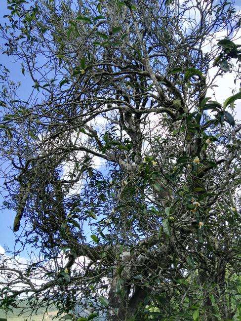 2022年鎮(zhèn)沅老海塘古樹春茶特點(diǎn)？