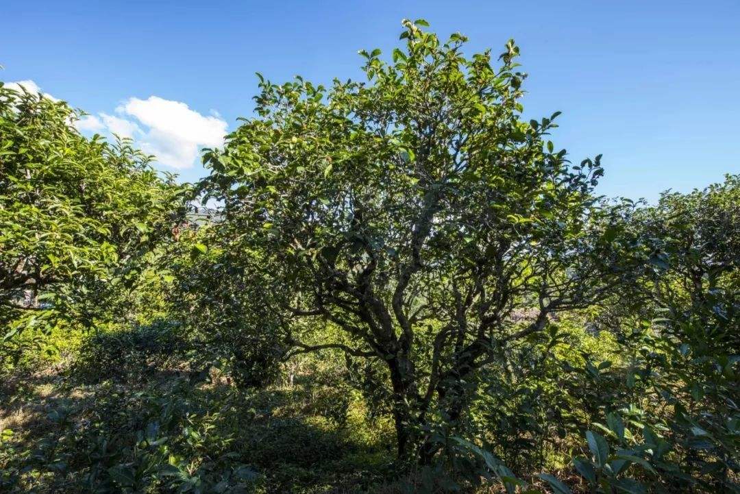 2022年鎮(zhèn)沅老海塘古樹春茶口感？