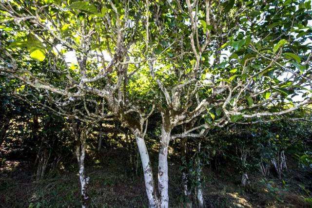 2022年鎮(zhèn)沅老海塘古樹春茶價(jià)格？