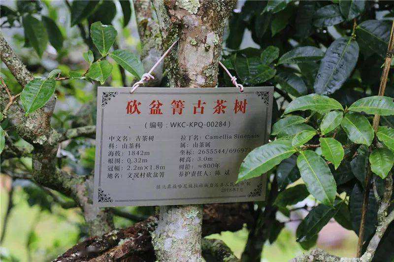 2022年鎮(zhèn)沅砍盆箐古樹春茶價格?