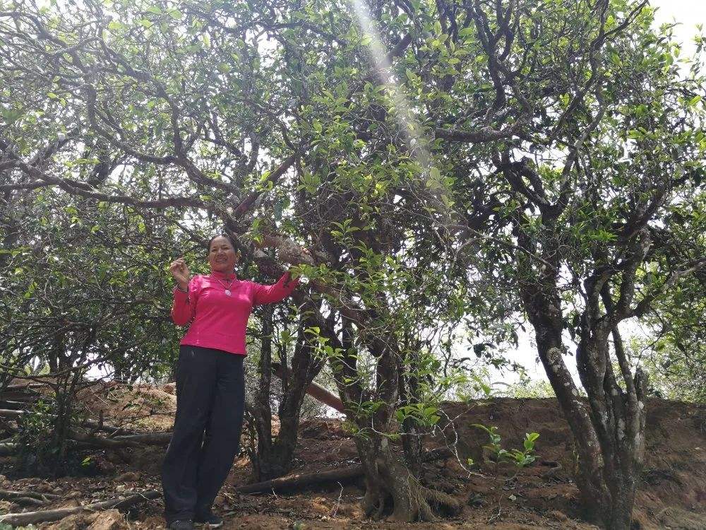 2022年鎮(zhèn)沅打筍山古樹春茶特點？