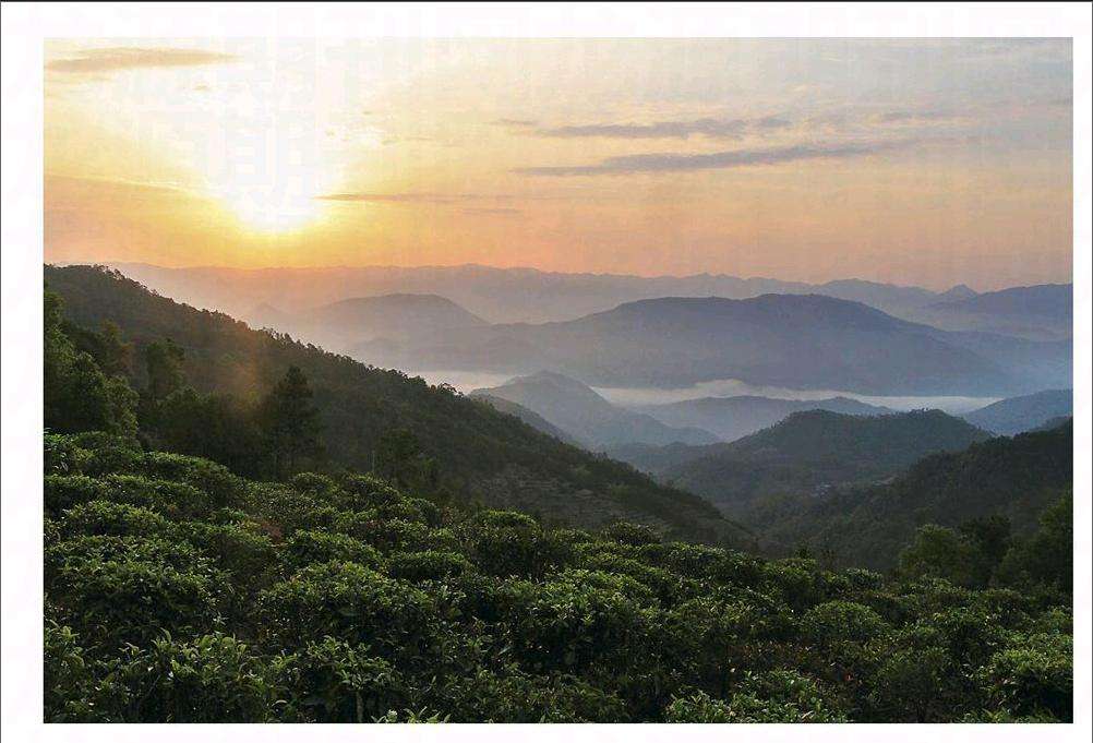 2022年鎮(zhèn)沅老烏山古樹春茶口感？