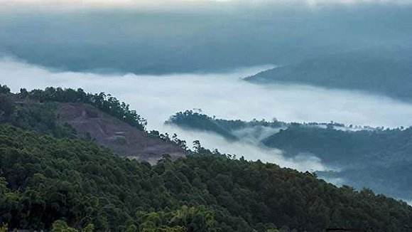 2022年鎮(zhèn)沅老烏山古樹春茶特點(diǎn)!