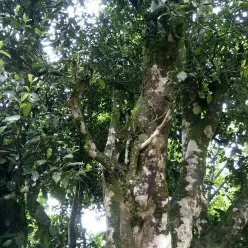 2022年鎮(zhèn)沅千家寨古樹(shù)春茶口感？