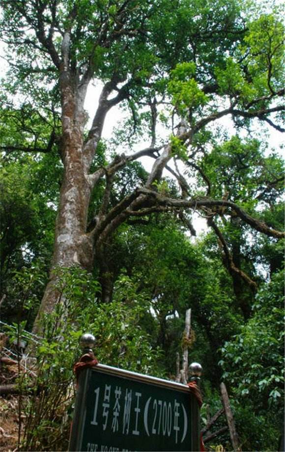 2022年鎮(zhèn)沅千家寨古樹(shù)春茶價(jià)格？