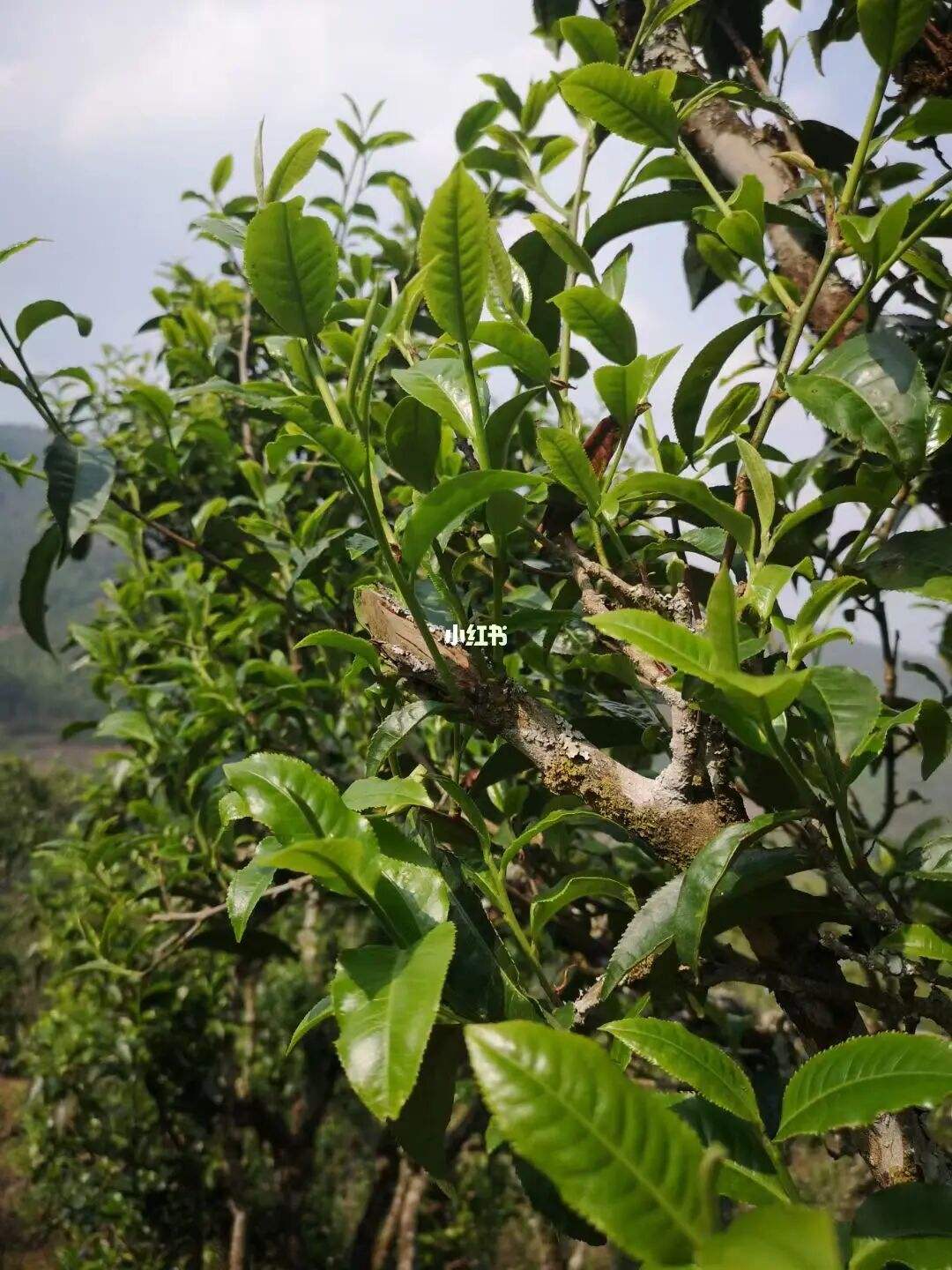 2022年寧洱擺尾箐古樹(shù)春茶口感？