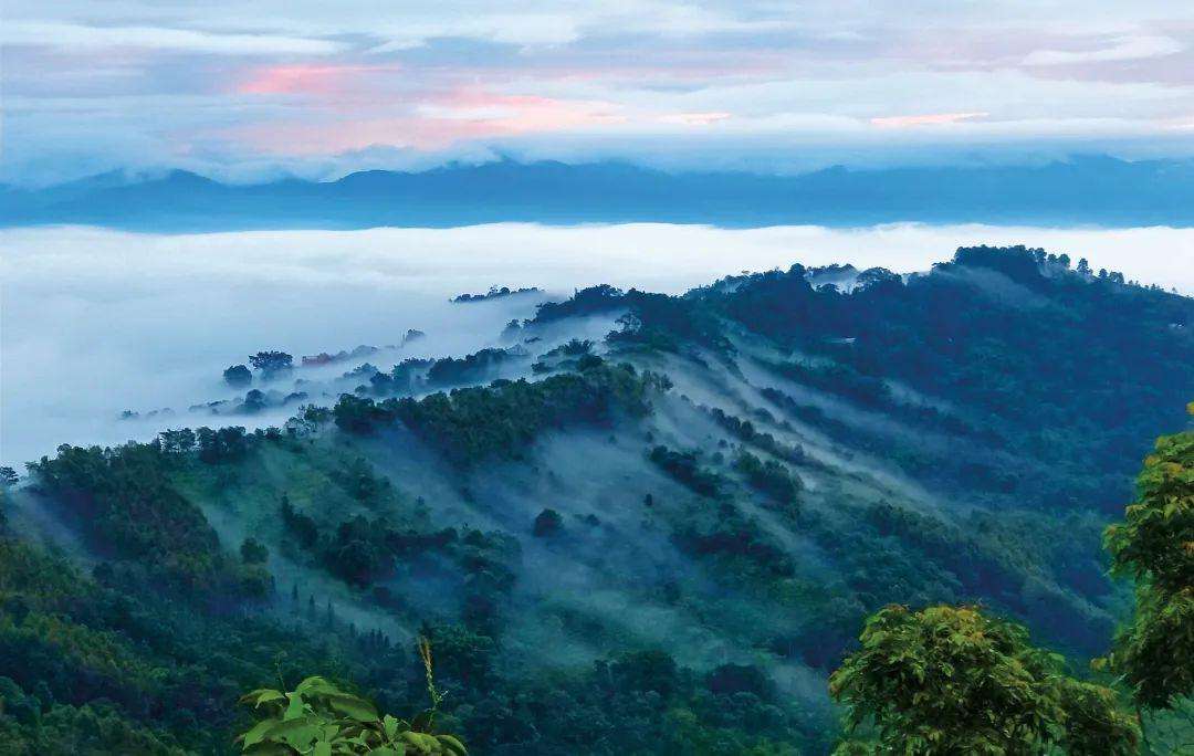 2022年景邁山古茶林為什么可以申遺？