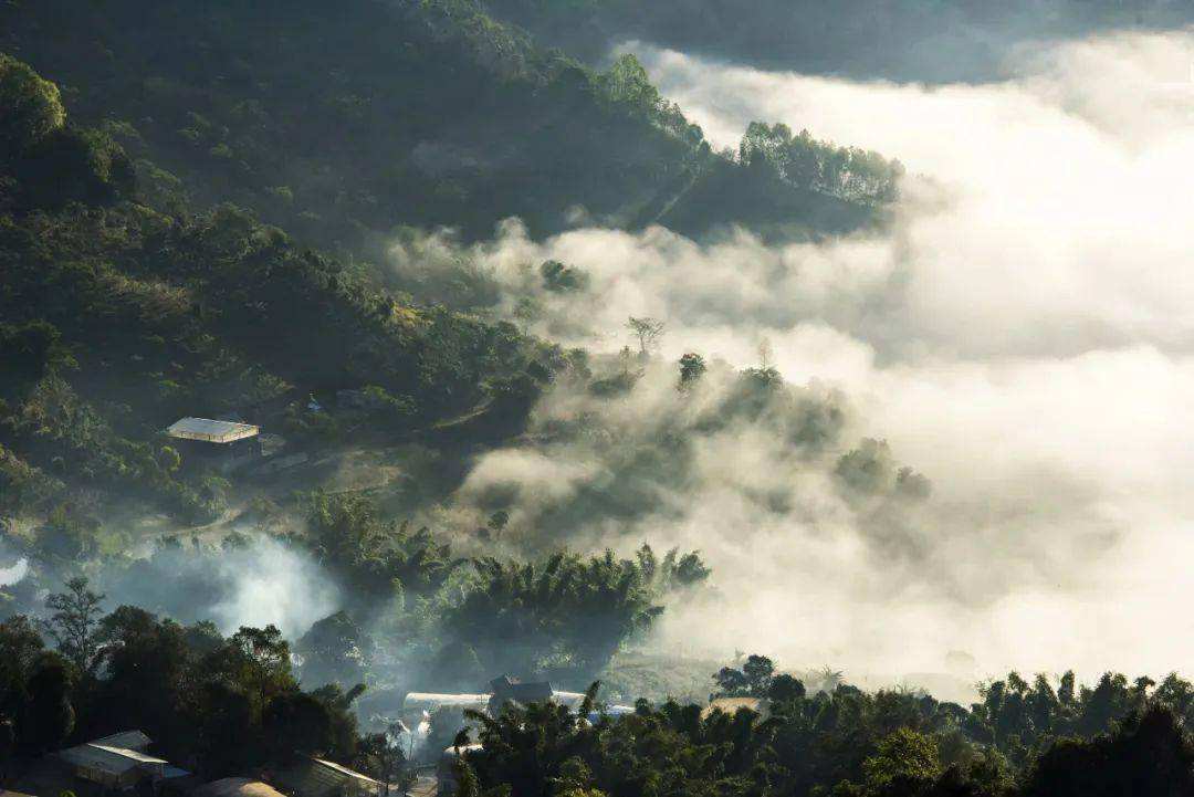 2022景邁山古樹(shù)春茶價(jià)格？