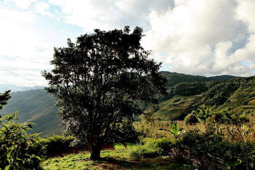 2022年邦崴古樹(shù)春茶特點(diǎn)？