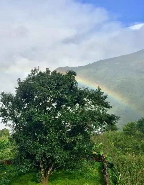 2022 年邦崴古樹(shù)春茶價(jià)格多少錢(qián)一公斤？