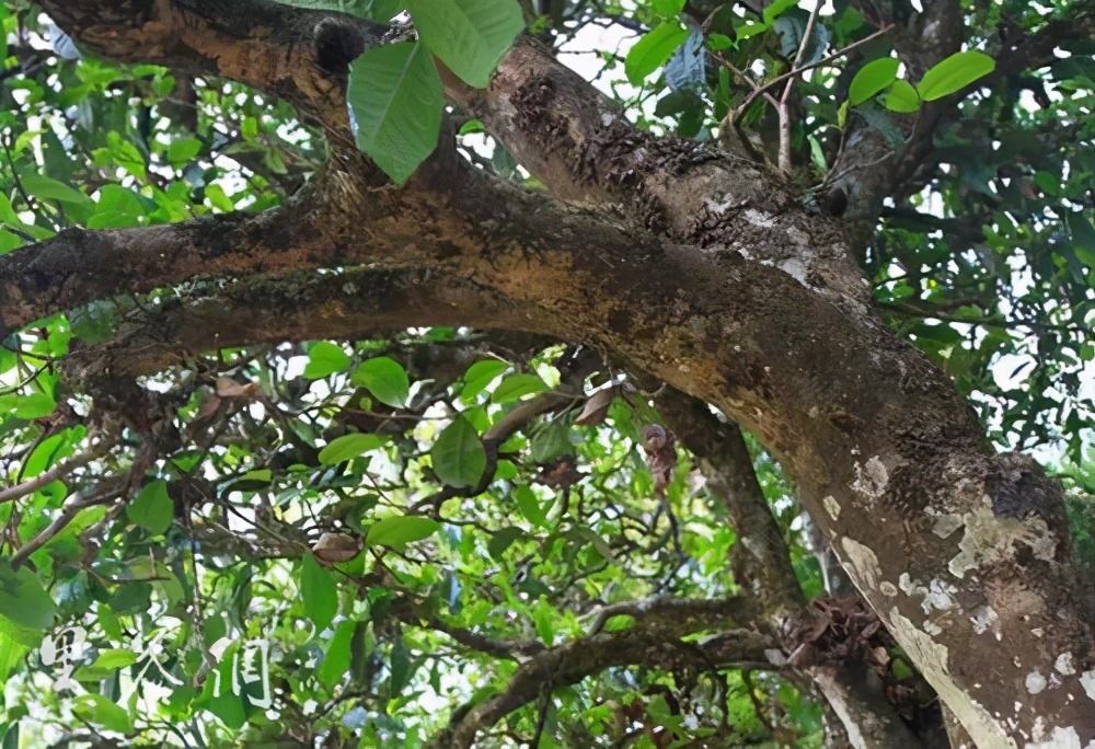 2022年繞開(kāi)麻黑，你損失的將是半個(gè)易武