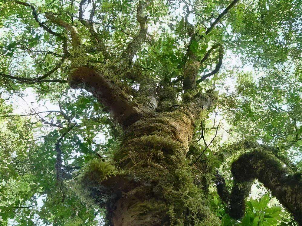 2022年落水洞古樹(shù)春茶特點(diǎn)？