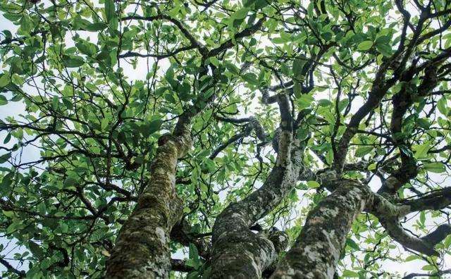 2022年落水洞古樹(shù)春茶多少錢(qián)一公斤？