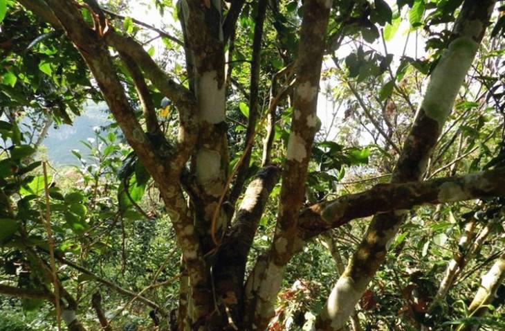 2022年大漆樹(shù)古樹(shù)春茶特點(diǎn)？