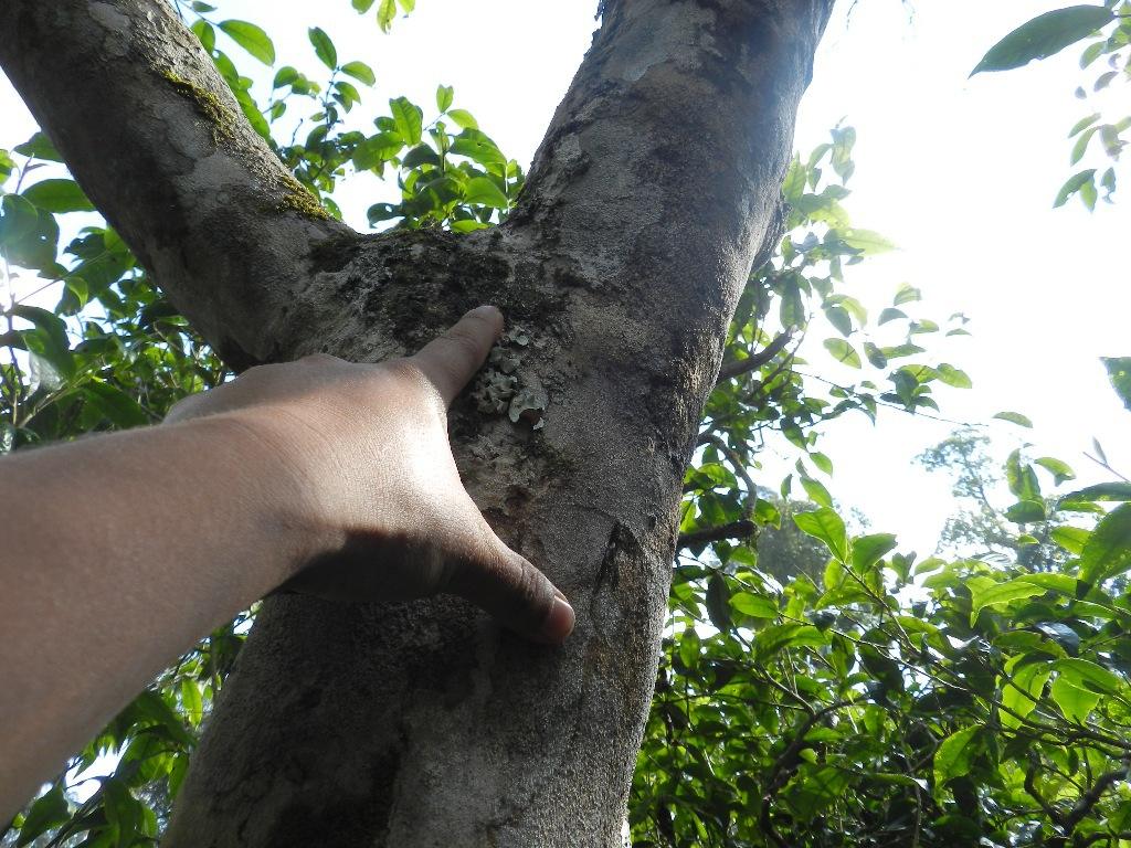 2022年大漆樹(shù)古樹(shù)春茶口感？