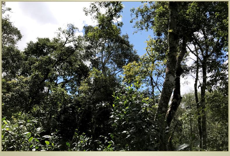 2022年大漆樹(shù)古樹(shù)春茶丨你壓根就喝不到的喉韻，它就有